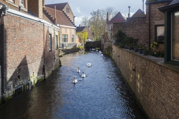 Лебеди на водных путях, Брюгге, Бельгия — стоковое фото