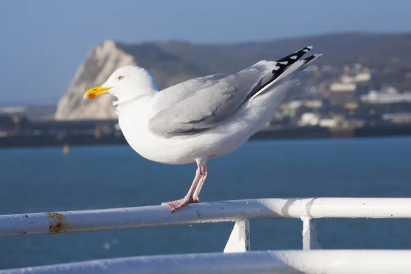 Gaviota en Ferry en el cruce del Canal de Dover — Foto de Stock