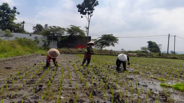 Alguns Agricultores Estão Plantando Arroz Malang Indonésia Janeiro 2022 — Vídeo de Stock