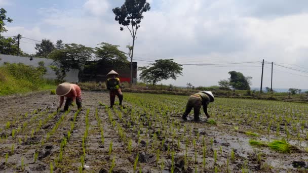 Vissa Jordbrukare Planterar Ris Malang Indonesien Den Januari 2022 — Stockvideo
