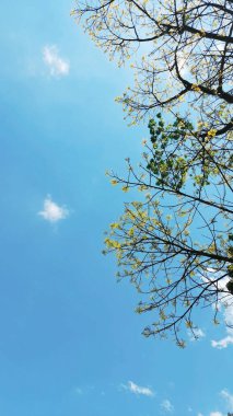 Parlak gökyüzü arkaplanı olan ağacın altında.