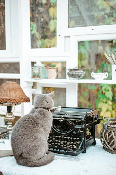 Gato y máquina de escribir vintage en la habitación chic shabby — Foto de Stock