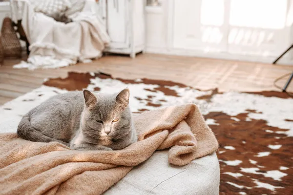 Gato em branco shabby chique interior vintage — Fotografia de Stock