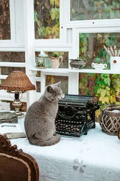 Gato y máquina de escribir vintage en la habitación chic shabby — Foto de Stock
