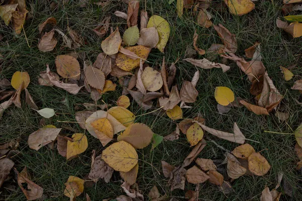 Autumn leaf fall. Autumn background. Fallen yellow leaves on green grass.