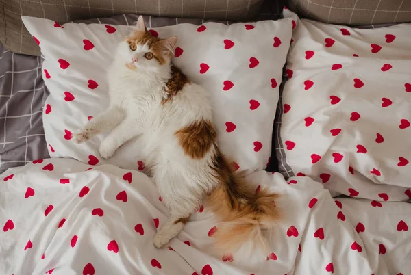 Bíle červená kočka leží na bílé posteli s červeným srdcem. Horní pohled — Stock fotografie