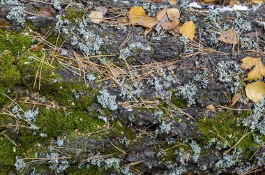 Soyut arkaplan. Yeşil yosunlarla kaplanmış yaşlı bir ağacın kabuğu.