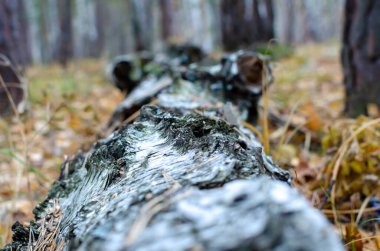 Fırtına tarafından devrilmiş yaşlı bir ağaç. Sarı yapraklardan bir halısı olan sonbahar ormanı