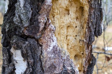 Soyut arkaplan. Sonbahar ormanında, kuş yaralanmış bir ağacın kalın gövdesi.
