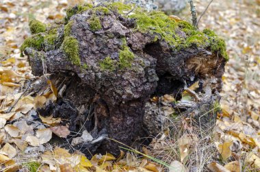 Fırtına tarafından devrilmiş yaşlı bir ağaç. Sarı yapraklardan bir halısı olan sonbahar ormanı