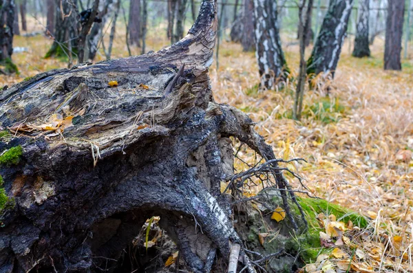 一棵被暴风雨刮倒的老树 秋天的森林 长满黄叶的地毯 — 图库照片