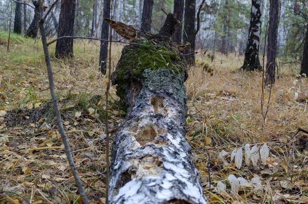 Starý Strom Pokácený Bouří Podzimní Les Kobercem Žlutých Listů — Stock fotografie