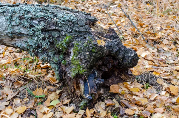 Ein Alter Baum Der Vom Sturm Gefällt Wurde Herbstwald Mit — Stockfoto