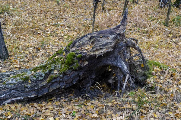 Fırtına tarafından devrilmiş yaşlı bir ağaç. Sarı yapraklardan bir halısı olan sonbahar ormanı