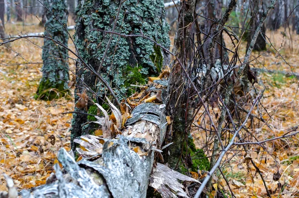 Starý Strom Pokácený Bouří Podzimní Les Kobercem Žlutých Listů — Stock fotografie