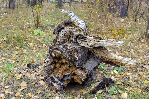 Starý Strom Pokácený Bouří Podzimní Les Kobercem Žlutých Listů — Stock fotografie