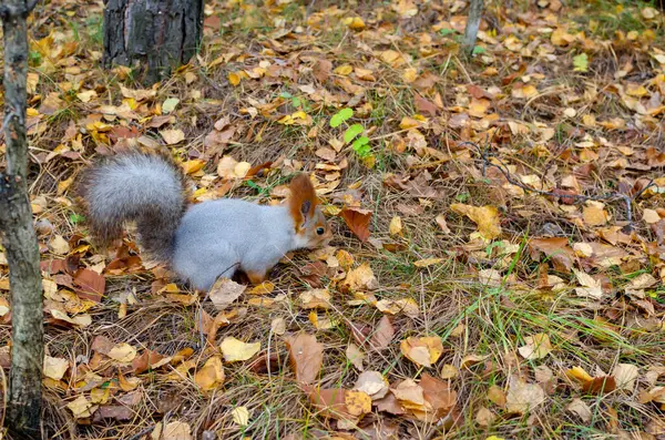 Fluffy Squirrel Yellow Autumn Forest Warm Autumn Day — Stock Photo, Image