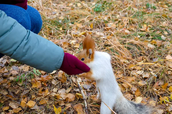 Fidget Fluffy Squirrel Takes Food Human Hands Warm Day Autumn — Stock Photo, Image