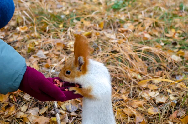 Fidget Fluffy Squirrel Takes Food Human Hands Warm Day Autumn — Stock Photo, Image
