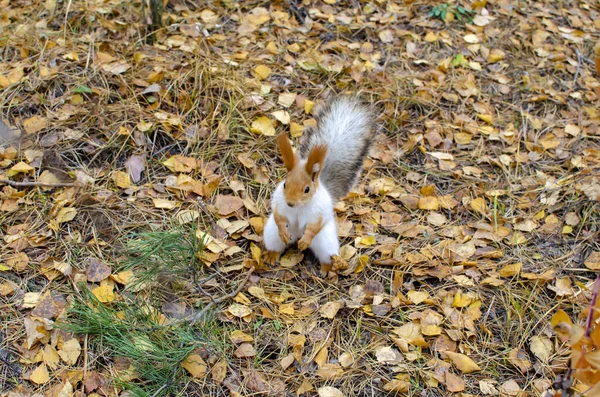 Fluffig Ekorre Gul Höstskog Varm Höstdag — Stockfoto