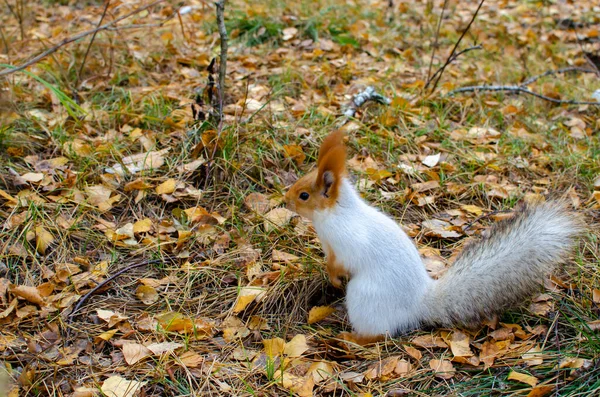 Fluffy Squirrel Yellow Autumn Forest Warm Autumn Day — Stock Photo, Image