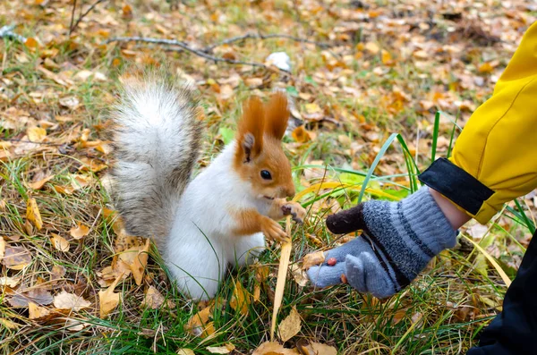 Fidget Fluffy Squirrel Takes Food Human Hands Warm Day Autumn — Stock Photo, Image