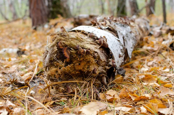 Viejo Árbol Derribado Por Una Tormenta Bosque Otoño Con Una — Foto de Stock