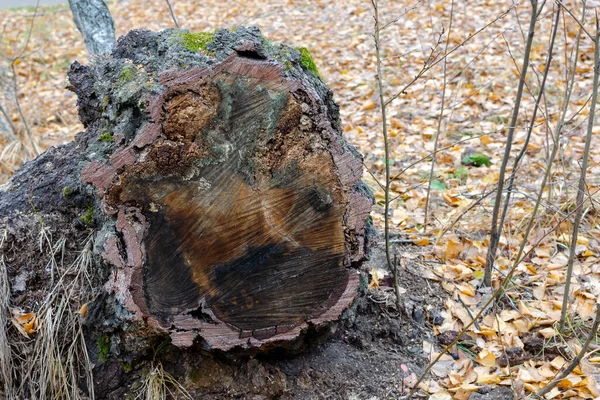 Close Dari Kerucut Pinus Latar Belakang Karpet Daun Kuning Hari — Stok Foto