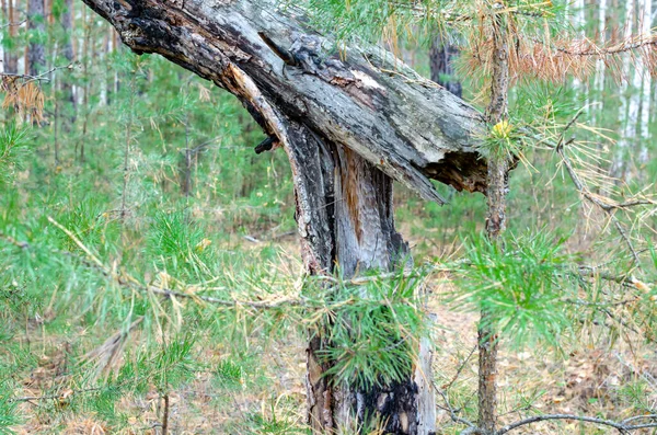 Uma Velha Árvore Derrubada Por Uma Tempestade Floresta Outono Com — Fotografia de Stock