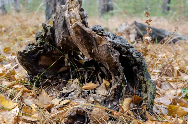 Старое Дерево Срубленное Штормом Осенний Лес Ковром Желтых Листьев — стоковое фото
