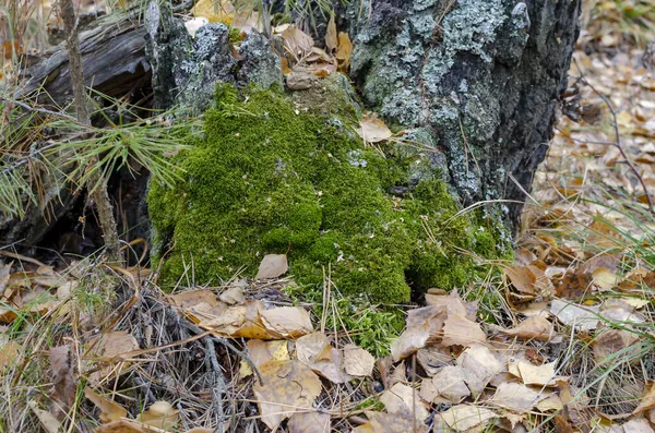 一棵被暴风雨刮倒的老树 秋天的森林 长满黄叶的地毯 — 图库照片