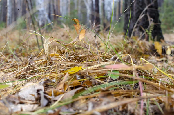 Ковер Желтых Листьев Травы Осеннем Лесу — стоковое фото