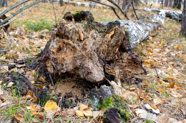 Старое Дерево Срубленное Штормом Осенний Лес Ковром Желтых Листьев — стоковое фото