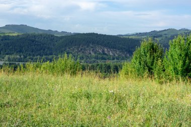 Dağ tepeleri ve yeşil ağaçlı dağ vadisi