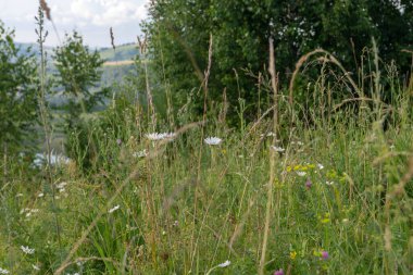 Dağ vadisinde yeşil ağaçlar ve nehir