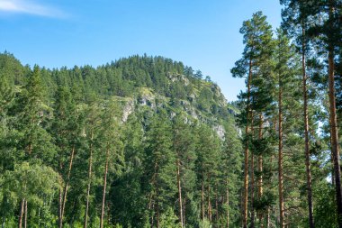 Dağ tepeleri yeşil kozalaklı ormanlarla kaplı. Sıcak yaz günü