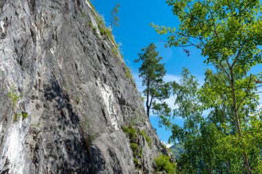 Dağlardaki dik kayalıklar. Yeşil çam ağaçları dağın yamacında yetişir.