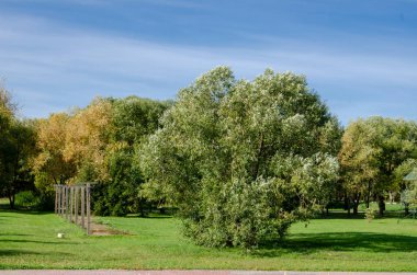 Şehir parkında yeşil ağaçlar. Ilık güneşli bir sonbahar günü
