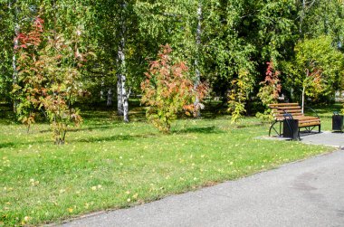 Şehir parkında yeşil ağaçlar ve asfalt yollar. Ilık güneşli bir sonbahar günü