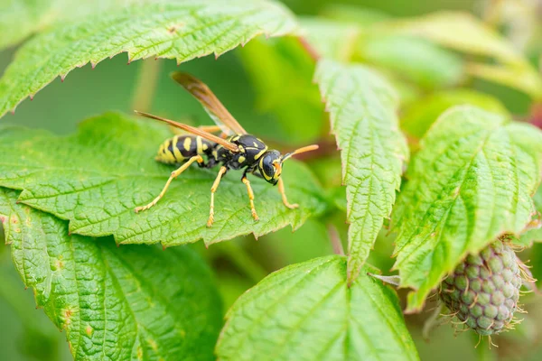 라즈베리 Vespula Germanica 매크로 — 스톡 사진