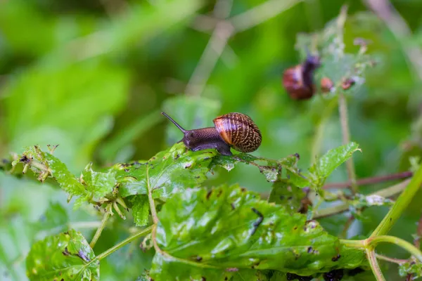 Caracol Jardín Marrón Caracol Marrón Europeo Cornu Aspersum Comiendo Hojas — Foto de Stock