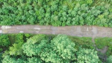 Yeşil yemyeşil ormanlarla çevrili su birikintileriyle ıslak toprak yolu takip eden havadan aşağıya doğru çekim.