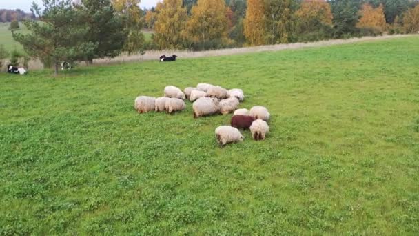 緑のフィールドで草の上に羊の群れ放牧の空中ショット 羊の群れの周りを周回 弾道射撃 — ストック動画