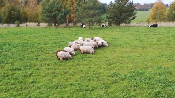 緑のフィールドで草の上に羊の群れ放牧の空中ショット 羊の群れの周りを周回 弾道射撃 — ストック動画