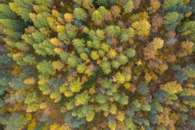 Renkli sarı ve yeşil sonbahar ormanlarının yukarıdan görünüşü