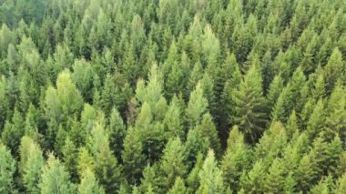 Yoğun, yemyeşil çam ağaçları üzerinde uçan yüksek açılı bir çekim.