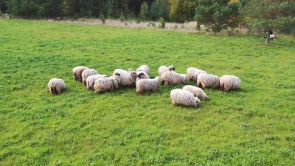 Prise Vue Aérienne Troupeau Moutons Broutant Sur Herbe Verte Dans — Video