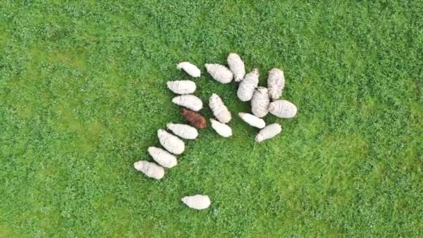 Luftaufnahme Von Oben Nach Unten Von Schafherden Die Auf Gras — Stockvideo