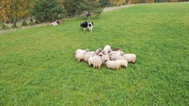 Yeşil tarlada otlayan koyun sürüsünün hava görüntüsü. Koyun sürüsünün yörüngesinde. Dönen çekim