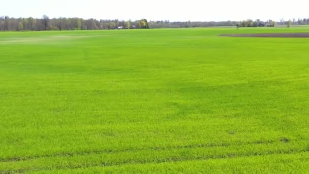 Aerial Shot Flying Young Fresh Green Wheat Field House Forest — Video